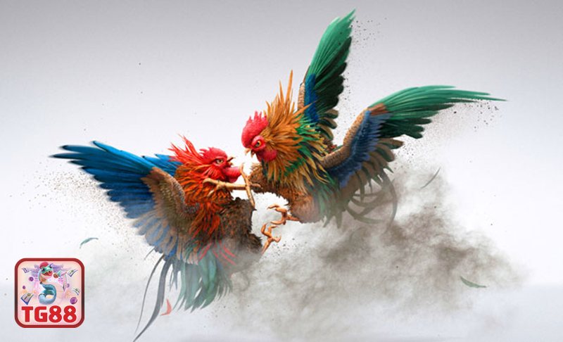 Đá gà cựa dao - Nguy cơ bị lợi dụng bởi nội dung giả mạo Đá gà cựa dao - Nguy cơ bị lợi dụng bởi nội dung giả mạo